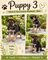 Champ, a male German Shepherd Dog for sale in Trenton, FL – Photo 1 of 3
