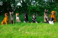Chopper, a male Siberian Husky and Labrador Retriever for sale in South Beloit, IL – 4 of 5