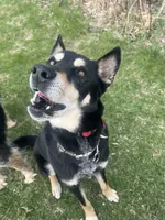 Chopper, a male Siberian Husky and Labrador Retriever for sale in South Beloit, IL – 3 of 5