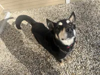 Chopper, a male Siberian Husky and Labrador Retriever for sale in South Beloit, IL – 1 of 5