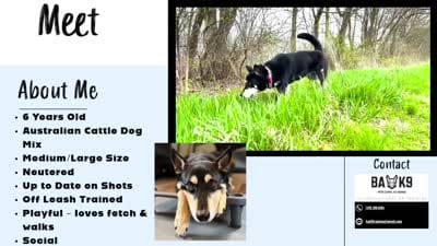Chopper, a male Siberian Husky and Labrador Retriever for sale in South Beloit, IL – 5 of 5