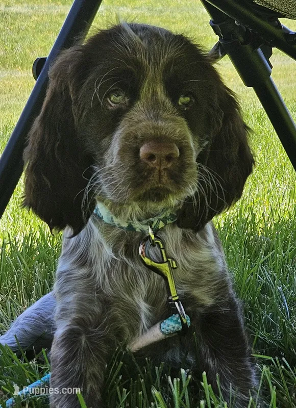 Nova – English Springer Spaniel puppy for sale in Sioux Falls, SD