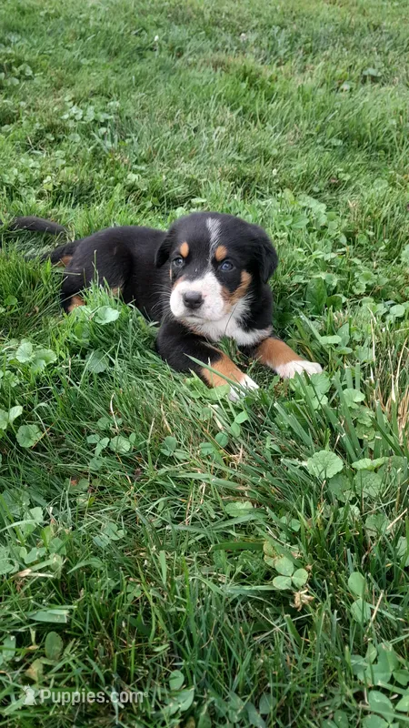 Willow – Greater Swiss Mountain Dog puppy for sale in Dundee, OH