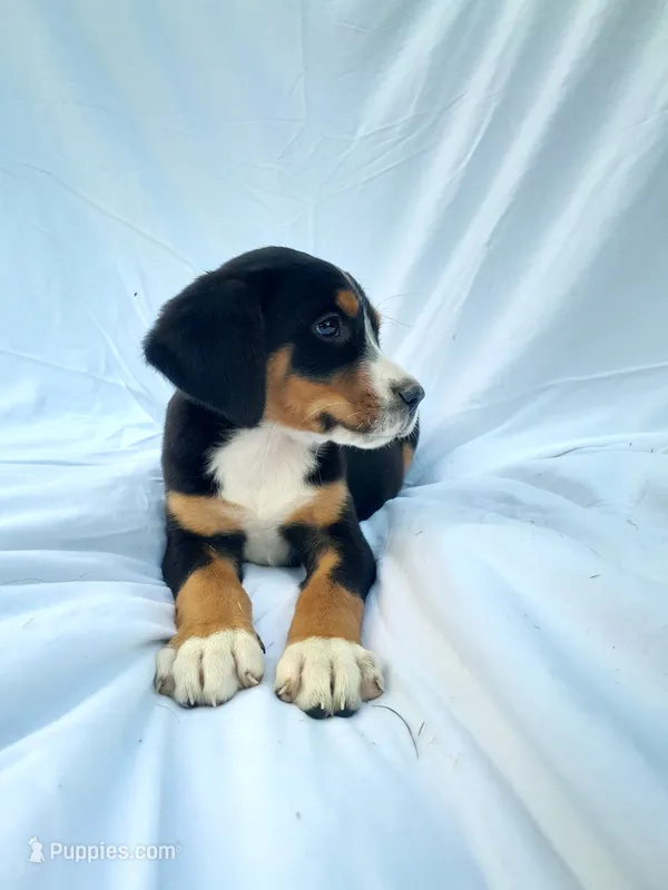 Star – Greater Swiss Mountain Dog puppy for sale in Dundee, OH