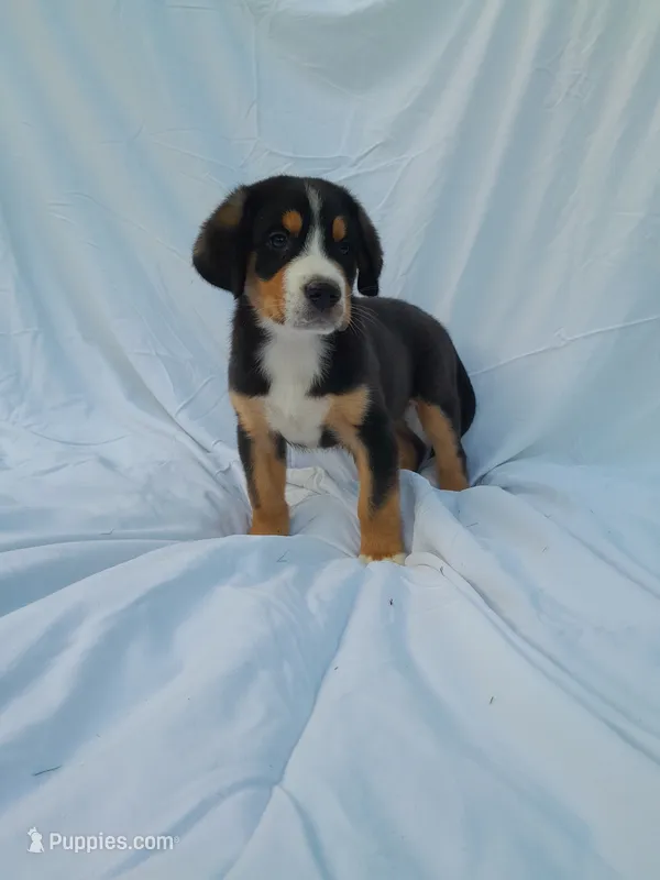 Teddy – Greater Swiss Mountain Dog puppy for sale in Dundee, OH