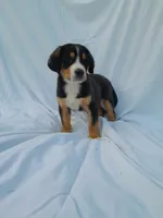 Teddy, a male Greater Swiss Mountain Dog for sale in Dundee, OH – 2 of 5