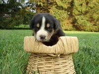 Teddy, a male Greater Swiss Mountain Dog for sale in Dundee, OH – 2 of 6