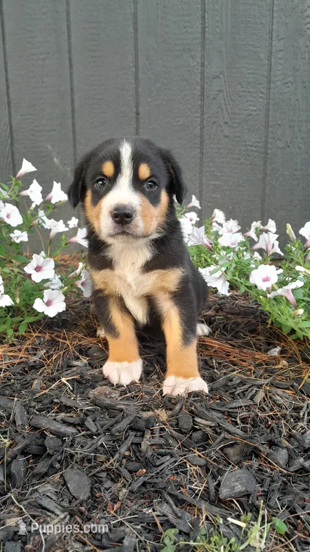Teddy – Greater Swiss Mountain Dog puppy for sale in Dundee, OH