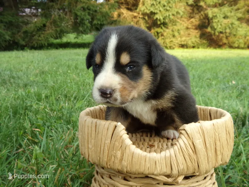Teddy – Greater Swiss Mountain Dog puppy for sale in Dundee, OH