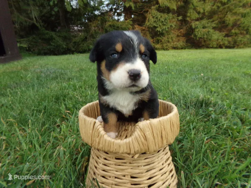 Willow – Greater Swiss Mountain Dog puppy for sale in Dundee, OH
