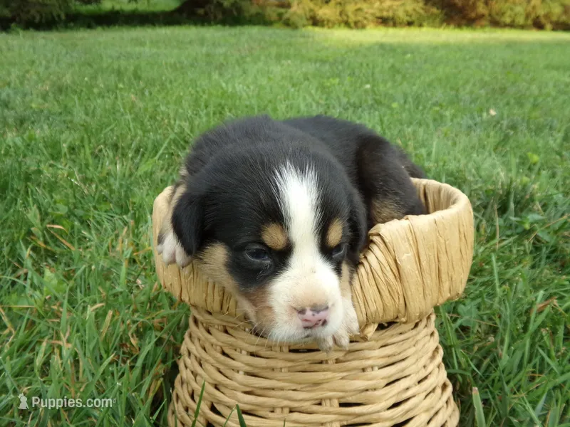 Daisy – Greater Swiss Mountain Dog puppy for sale in Dundee, OH