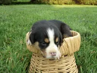 Daisy, a female Greater Swiss Mountain Dog for sale in Dundee, OH – 1 of 4