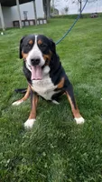 Daisy, a female Greater Swiss Mountain Dog for sale in Dundee, OH – 4 of 4