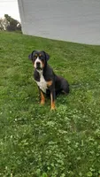 Bella, a female Greater Swiss Mountain Dog for sale in Dundee, OH – 4 of 4
