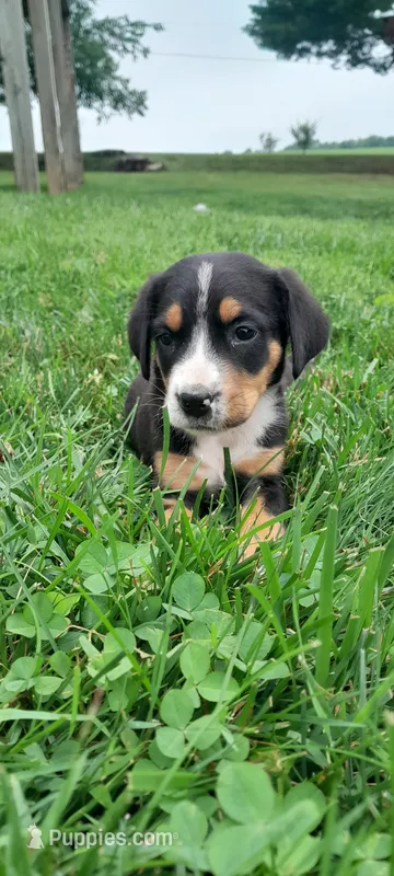Bella – Greater Swiss Mountain Dog puppy for sale in Dundee, OH