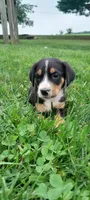 Bella, a female Greater Swiss Mountain Dog for sale in Dundee, OH – 1 of 4