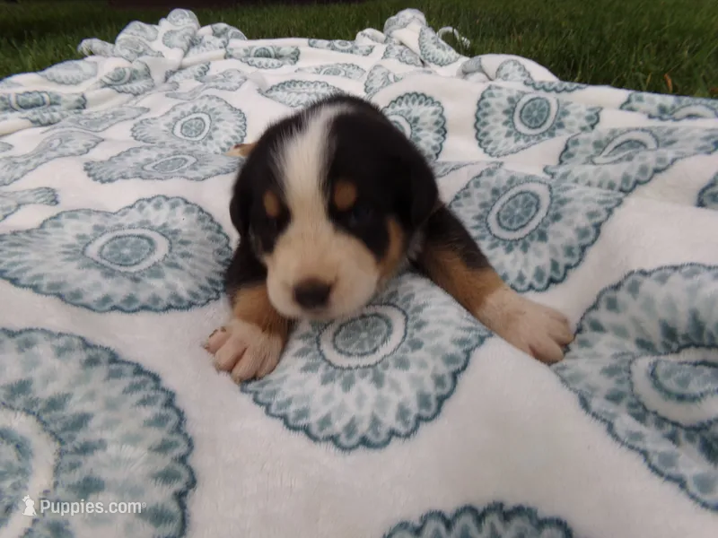 Max – Greater Swiss Mountain Dog puppy for sale in Dundee, OH