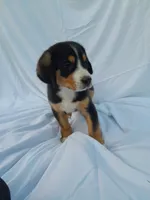 Teddy, a male Greater Swiss Mountain Dog for sale in Dundee, OH – 3 of 5