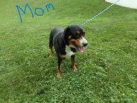 Willow, a female Greater Swiss Mountain Dog for sale in Dundee, OH – 4 of 4
