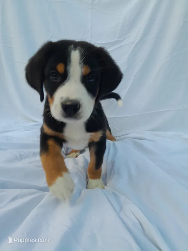 Cooper – Greater Swiss Mountain Dog puppy for sale in Dundee, OH