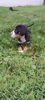 Star, a female Greater Swiss Mountain Dog for sale in Dundee, OH – 2 of 4