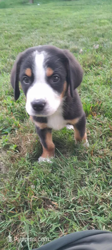 Cooper – Greater Swiss Mountain Dog puppy for sale in Dundee, OH