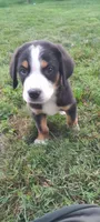 Cooper, a male Greater Swiss Mountain Dog for sale in Dundee, OH – 1 of 4