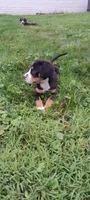 Star, a female Greater Swiss Mountain Dog for sale in Dundee, OH – 3 of 4