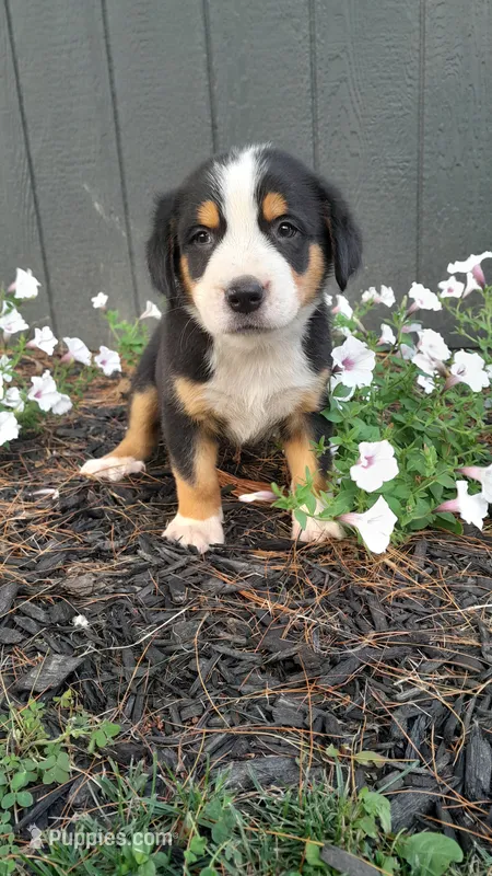 Max – Greater Swiss Mountain Dog puppy for sale in Dundee, OH