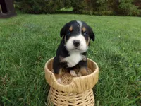 Willow, a female Greater Swiss Mountain Dog for sale in Dundee, OH – 2 of 4