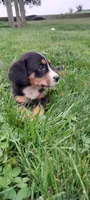 Bella, a female Greater Swiss Mountain Dog for sale in Dundee, OH – 2 of 4
