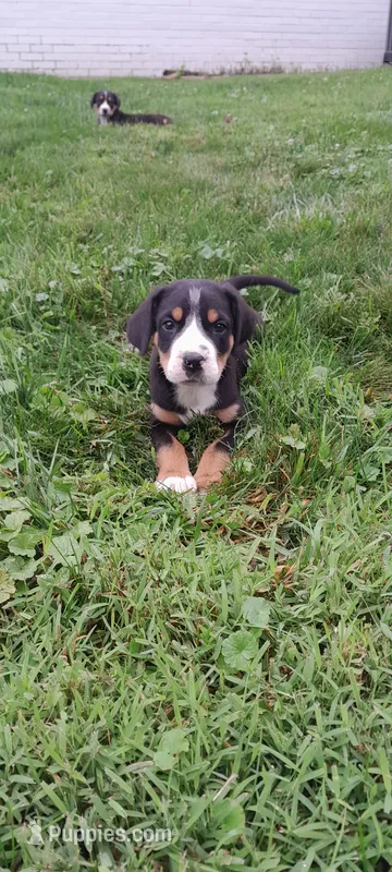 Star – Greater Swiss Mountain Dog puppy for sale in Dundee, OH