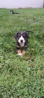 Star, a female Greater Swiss Mountain Dog for sale in Dundee, OH – 1 of 4