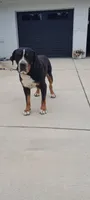 Moon Howling Henry, a male Greater Swiss Mountain Dog for sale in Dundee, OH – 2 of 3