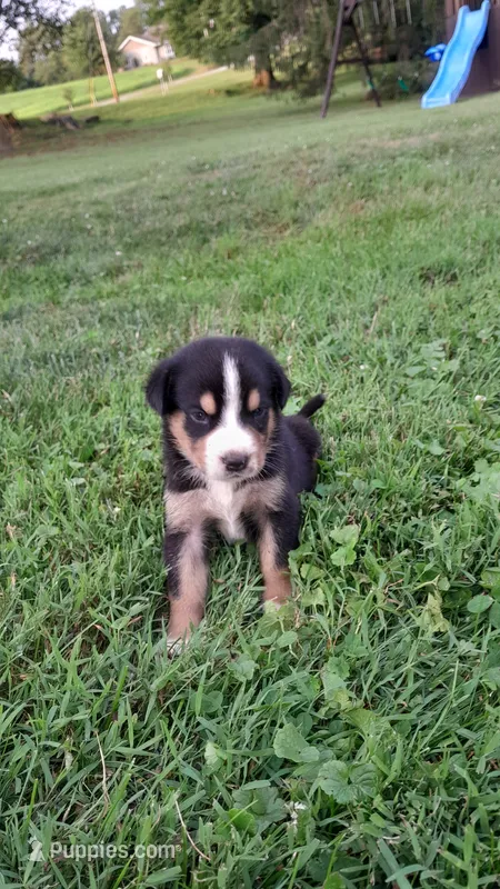 Teddy – Greater Swiss Mountain Dog puppy for sale in Dundee, OH