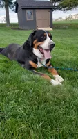 Bella, a female Greater Swiss Mountain Dog for sale in Dundee, OH – 3 of 4