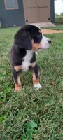 Cooper, a male Greater Swiss Mountain Dog for sale in Dundee, OH – 2 of 4