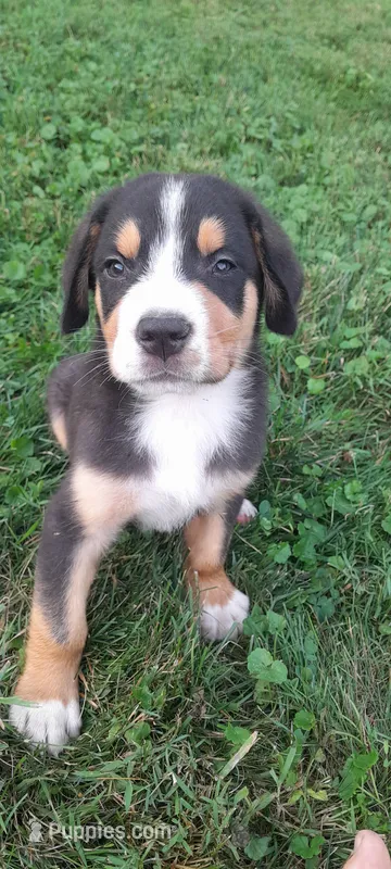 Teddy – Greater Swiss Mountain Dog puppy for sale in Dundee, OH