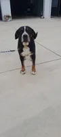 Moon Howling Henry, a male Greater Swiss Mountain Dog for sale in Dundee, OH – 3 of 3
