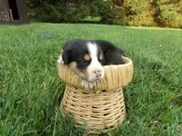 Daisy, a female Greater Swiss Mountain Dog for sale in Dundee, OH – 2 of 4