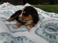Teddy, a male Greater Swiss Mountain Dog for sale in Dundee, OH – 4 of 6
