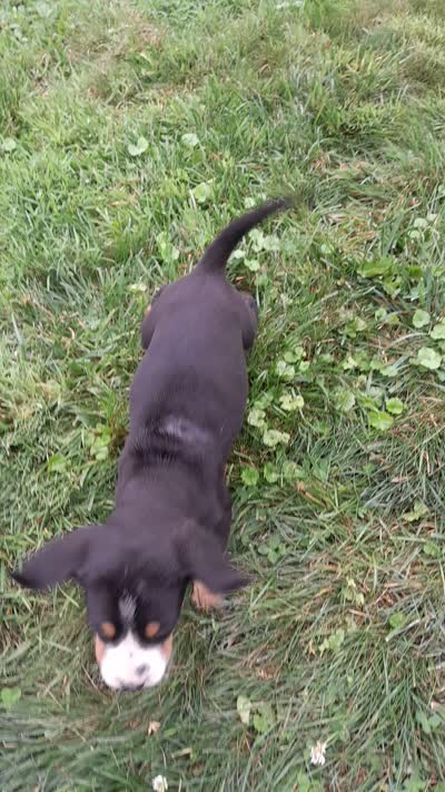 Star, a female Greater Swiss Mountain Dog for sale in Dundee, OH – 4 of 4