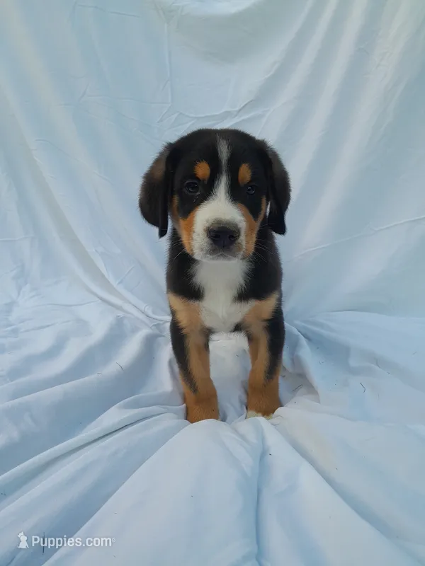 Teddy – Greater Swiss Mountain Dog puppy for sale in Dundee, OH