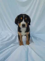 Teddy, a male Greater Swiss Mountain Dog for sale in Dundee, OH – 1 of 5