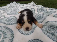 Max, a male Greater Swiss Mountain Dog for sale in Dundee, OH – 2 of 4