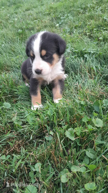 Max – Greater Swiss Mountain Dog puppy for sale in Dundee, OH