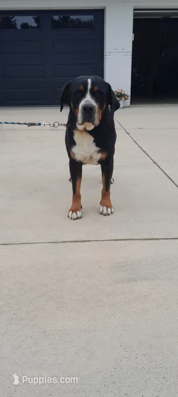 Moon Howling Henry – Greater Swiss Mountain Dog puppy for sale in Dundee, OH