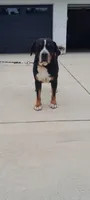 Moon Howling Henry, a male Greater Swiss Mountain Dog for sale in Dundee, OH – 1 of 3
