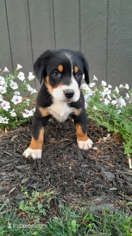 Willow – Greater Swiss Mountain Dog puppy for sale in Dundee, OH