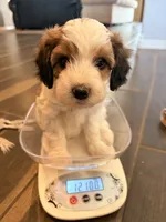 Acorn, a female Cavapoo for sale in Farmington, NM – 5 of 5